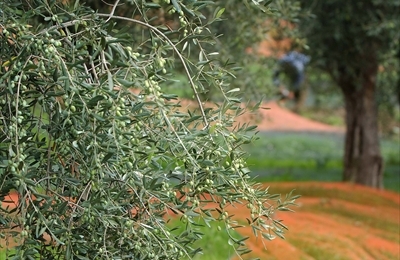 Ulivi pugliesi