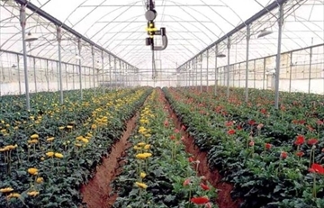 Una serra per la coltivazione di fiori