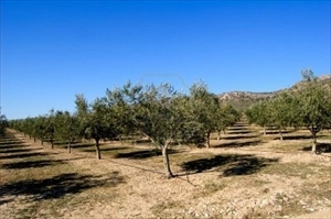 campo agricolo