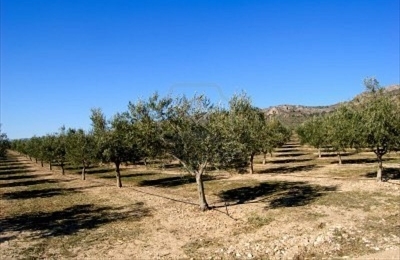 campo agricolo