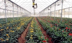 Una serra per la coltivazione di fiori