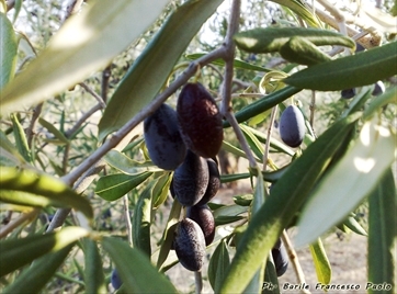 Siccità