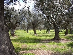 ulivi in Puglia