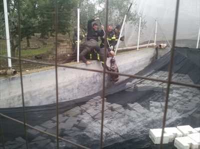 Un momento delle operazioni di salvataggio