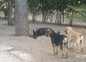 cani