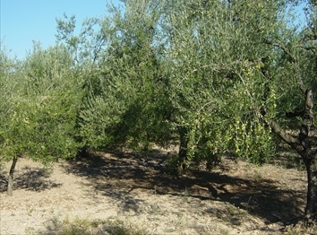 campagna ulivi