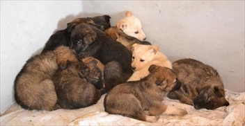 Cani canile Terlizzi