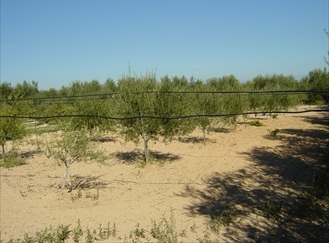 campagna ulivi