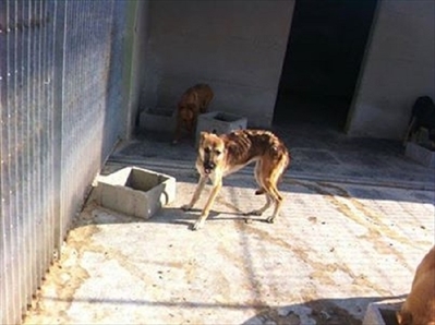 La foto del cane che sta facendo il giro della rete