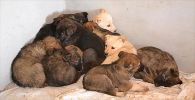 Cani canile Terlizzi