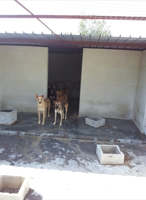 Cani Canile Terlizzi