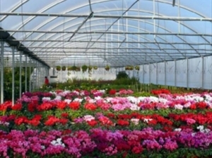 serra fiori