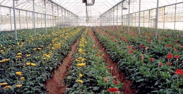 Una serra per la coltivazione di fiori