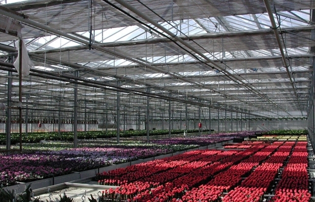 Una serra fiori della Florpagano