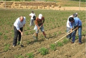 Braccianti Agricoli