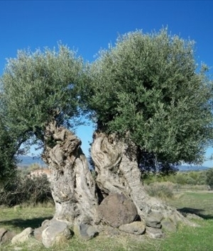 olivo secolare