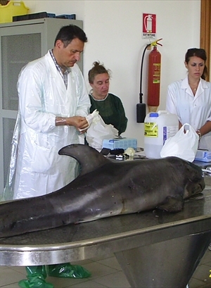 Delfini