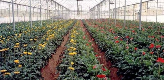 Una serra per la coltivazione di fiori