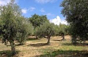 Alberi di ulivo