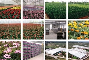 florbusiness