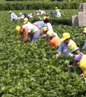 Braccianti agricoli