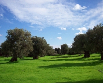ulivi