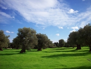 ulivi