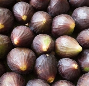 Il fiorone "Domenico Tauro"