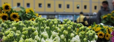 Fiori di Terlizzi
