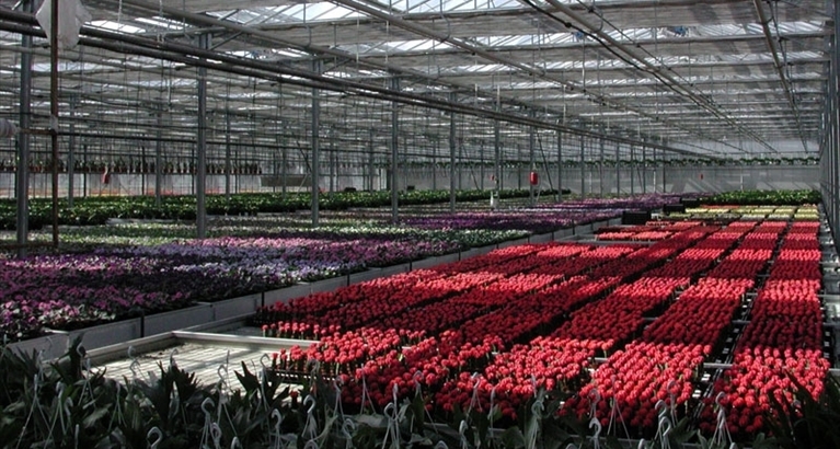 Una serra di fiori