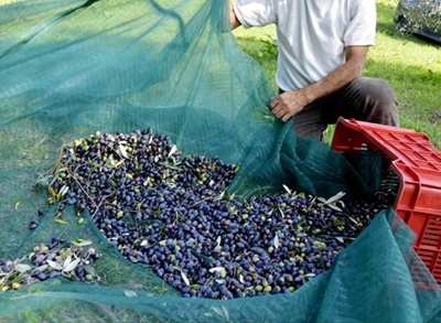Raccolta delle olive