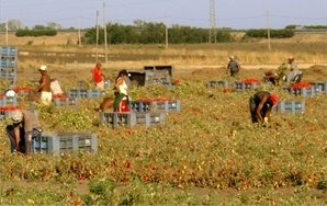 Immigrati a lavoro nei campi