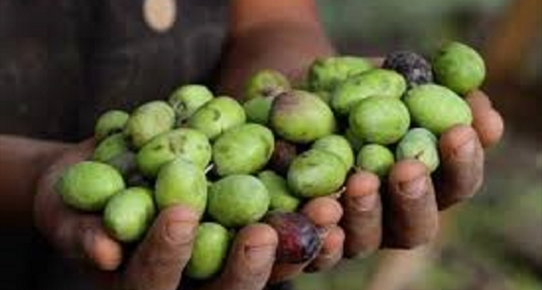 Partita la campagna di raccolta delle olive