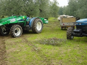Mezzi agricoli impegnati nella raccolta olive