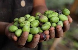 Olive rubate