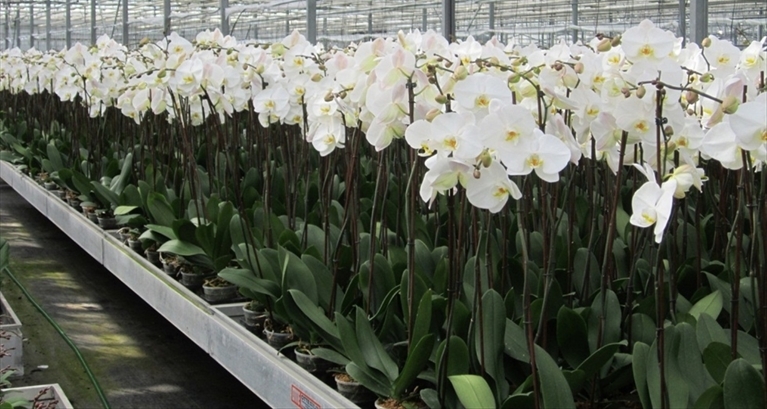 Orchidee