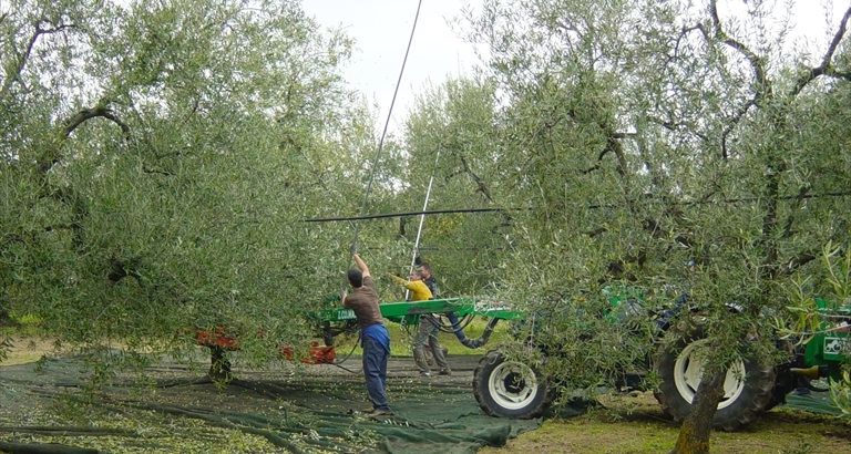 Raccolta delle olive