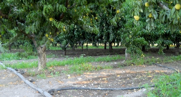 Alberi di pesche