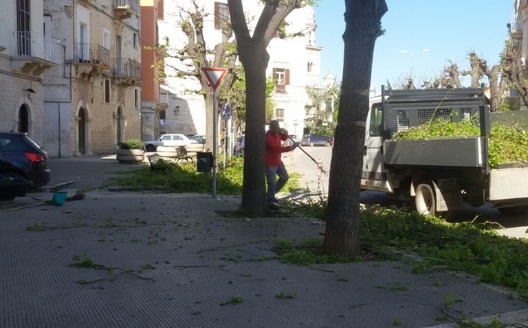la potatura dei tigli in corso dante