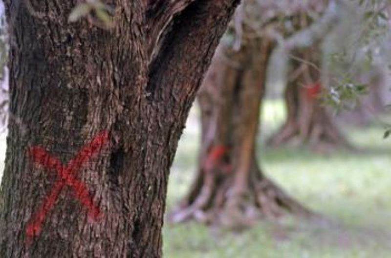 ulivi intaccati dalla xylella