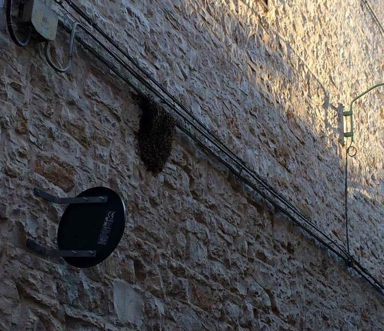 sciame di api