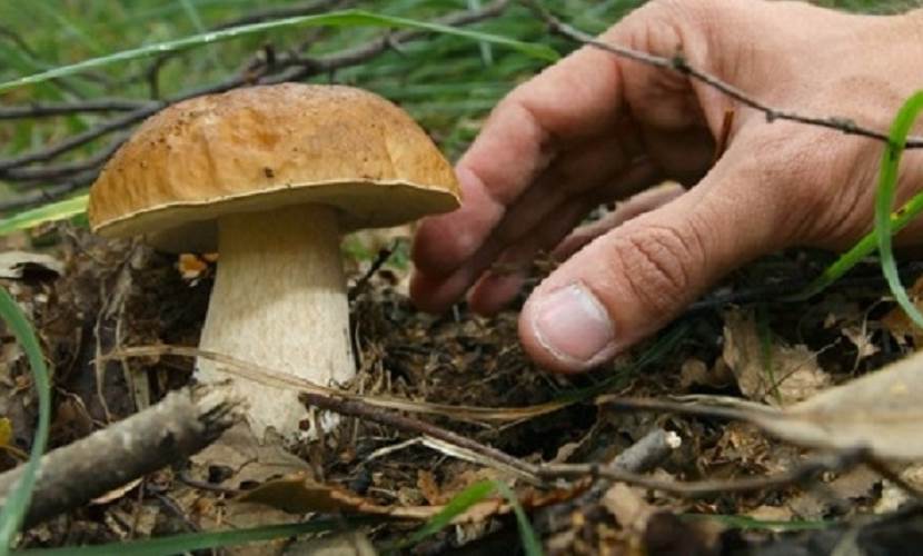 Funghi epigei