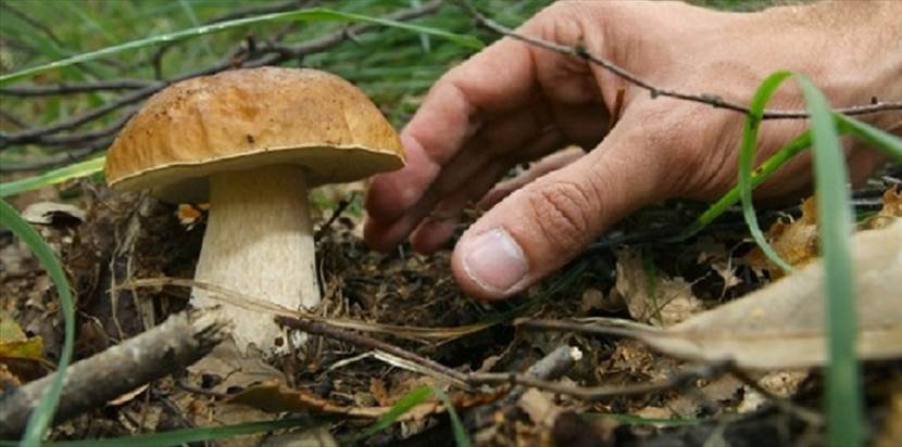 Funghi epigei