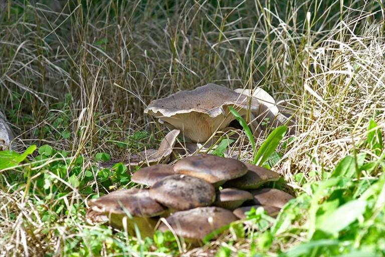Funghi