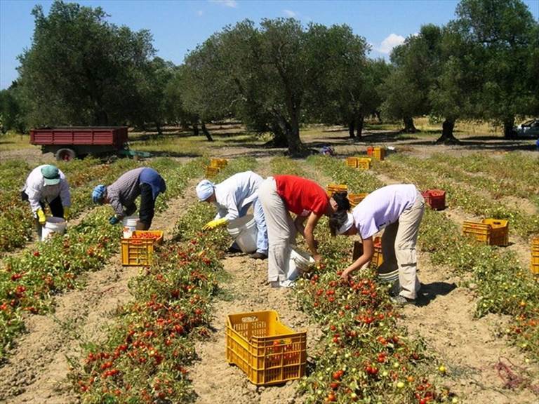 braccianti agricoli