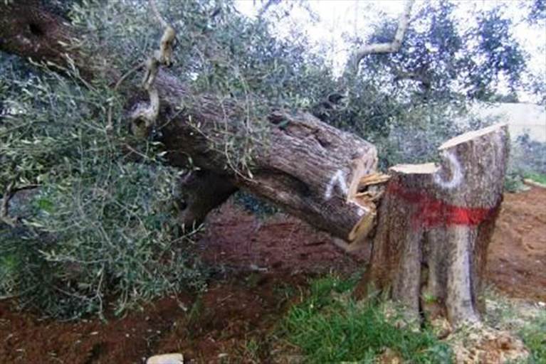 Emergenza Xylella