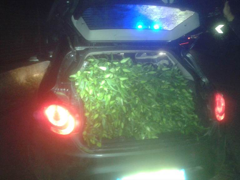 l'auto piena di fiori rubati
