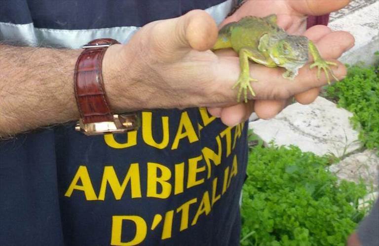 l'iguana ritrovata