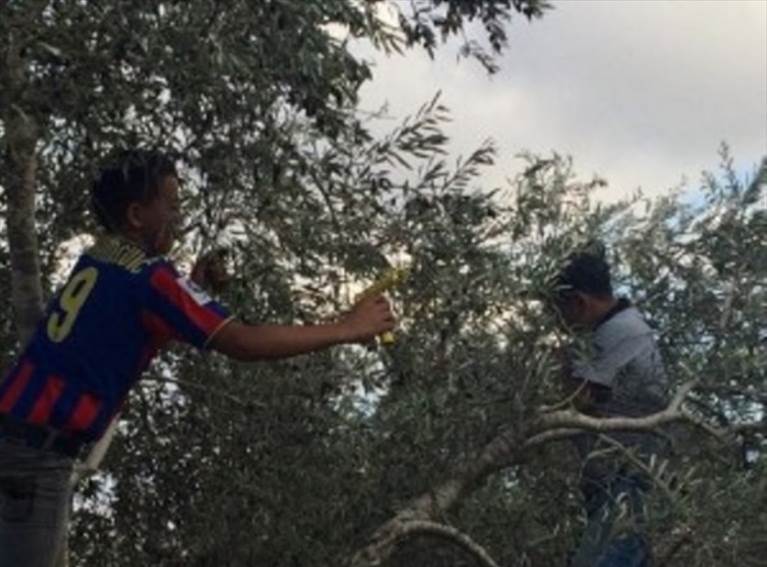 raccolta delle olive