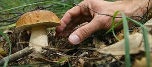 Funghi epigei